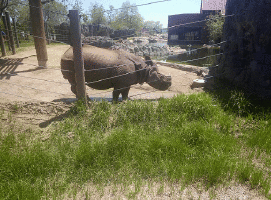 Gif animé rhinocéros zoo